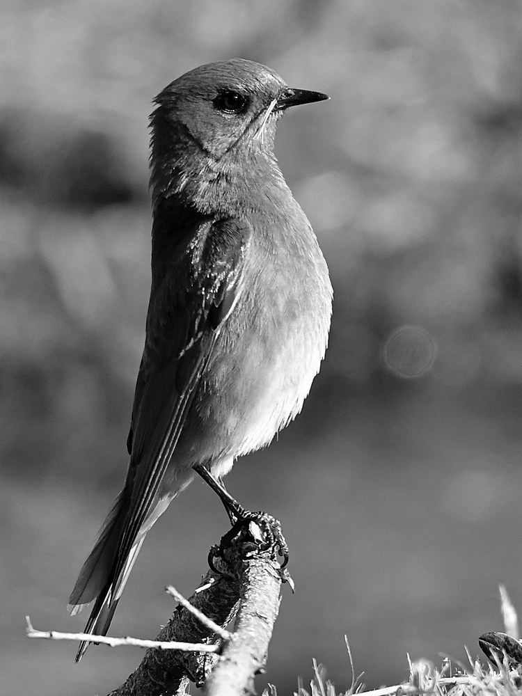 BluebirdBW.jpg