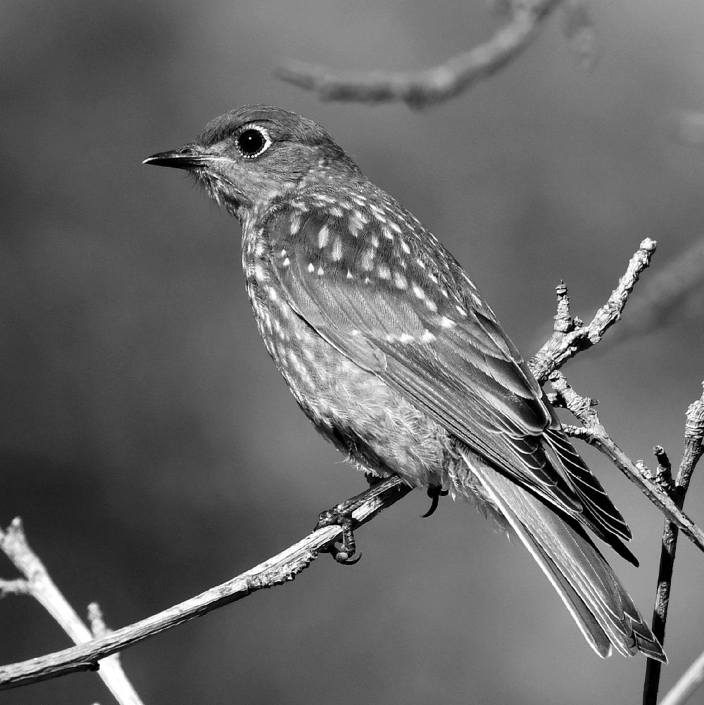 BluebirdBW.jpg