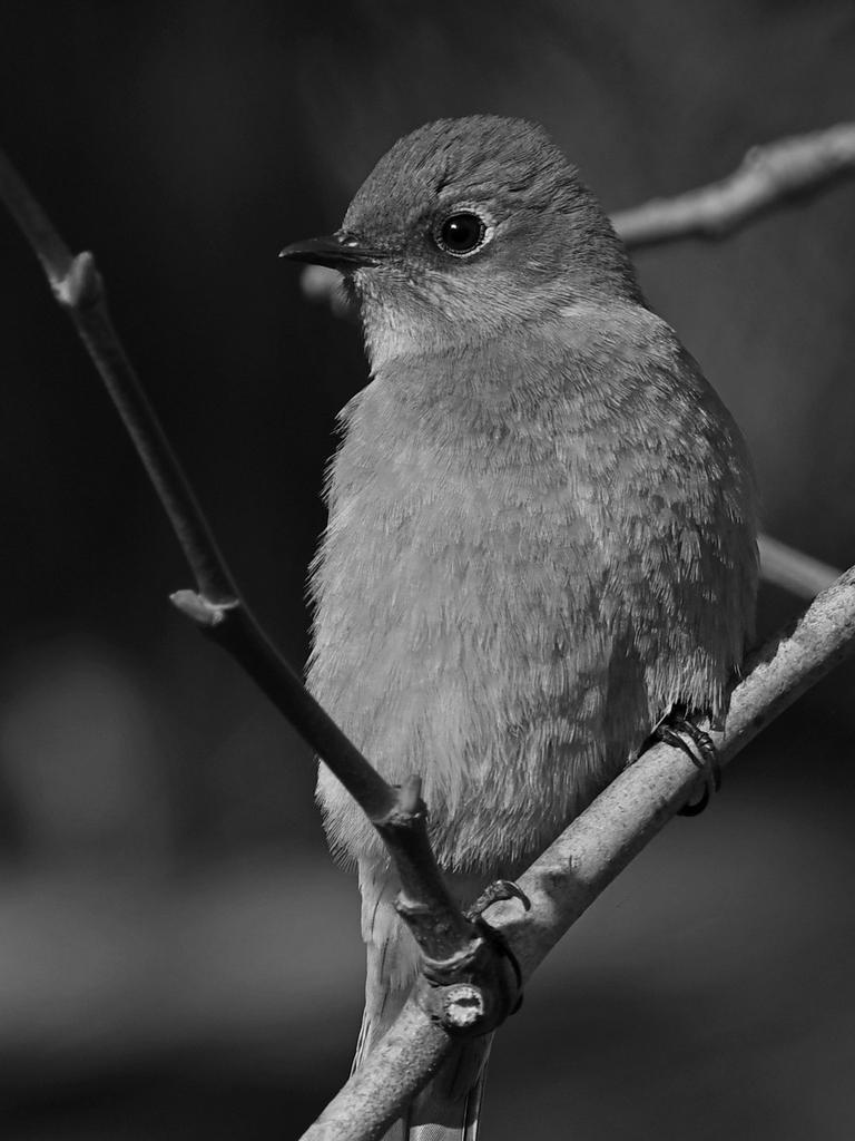 BluebirdBW.jpg