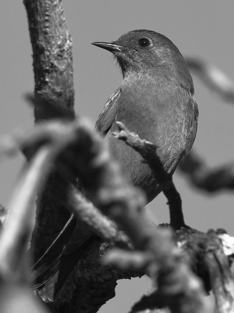 BluebirdBW.jpg