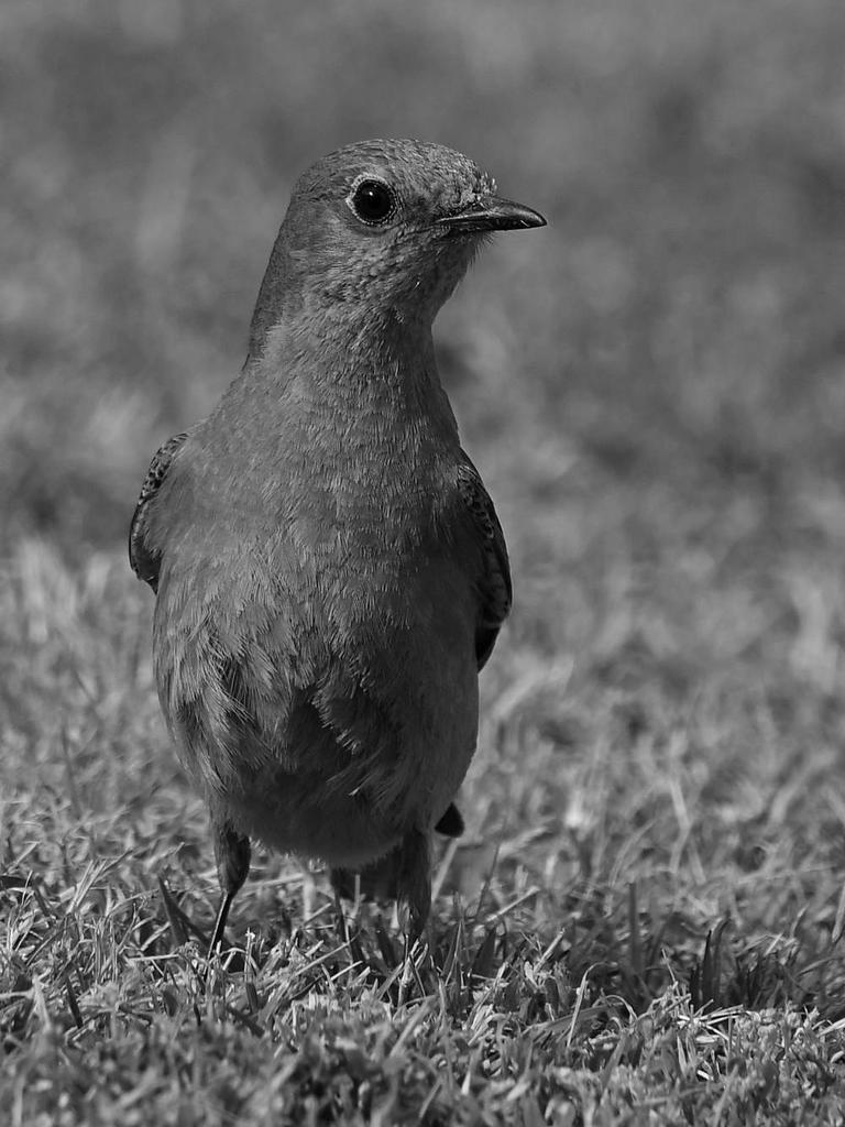 BluebirdBW.jpg