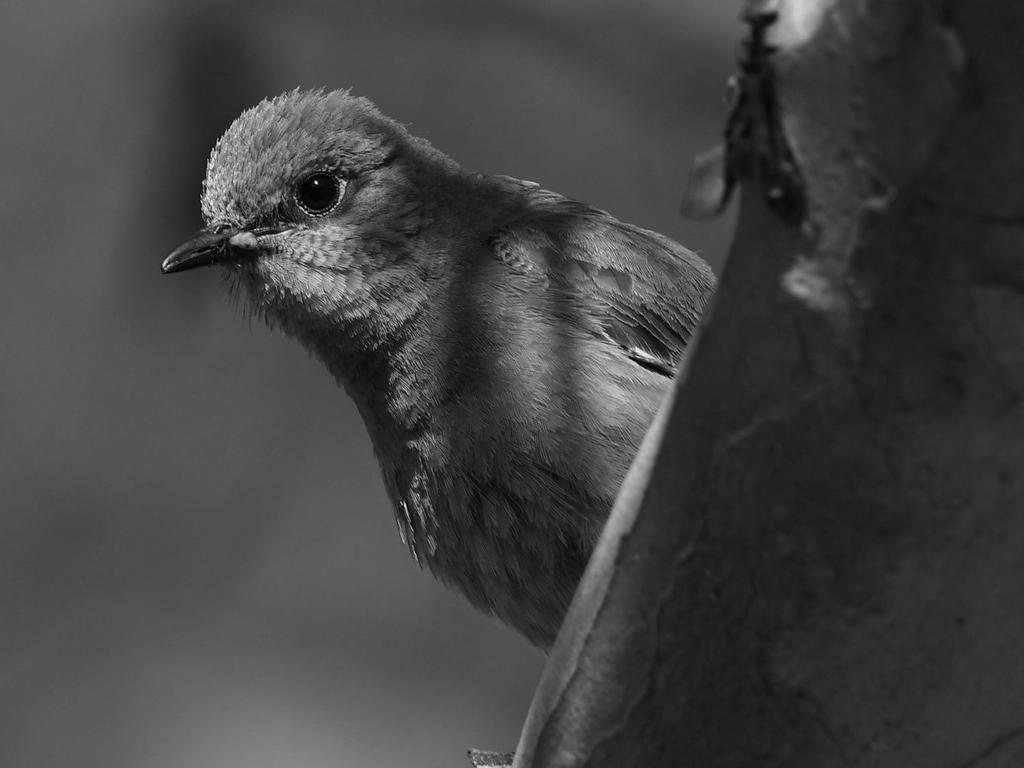 BluebirdBW.jpg