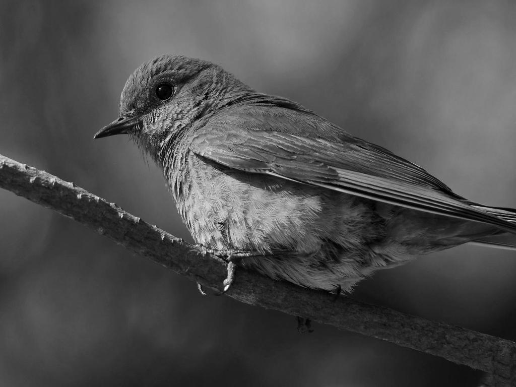 BluebirdBW.jpg
