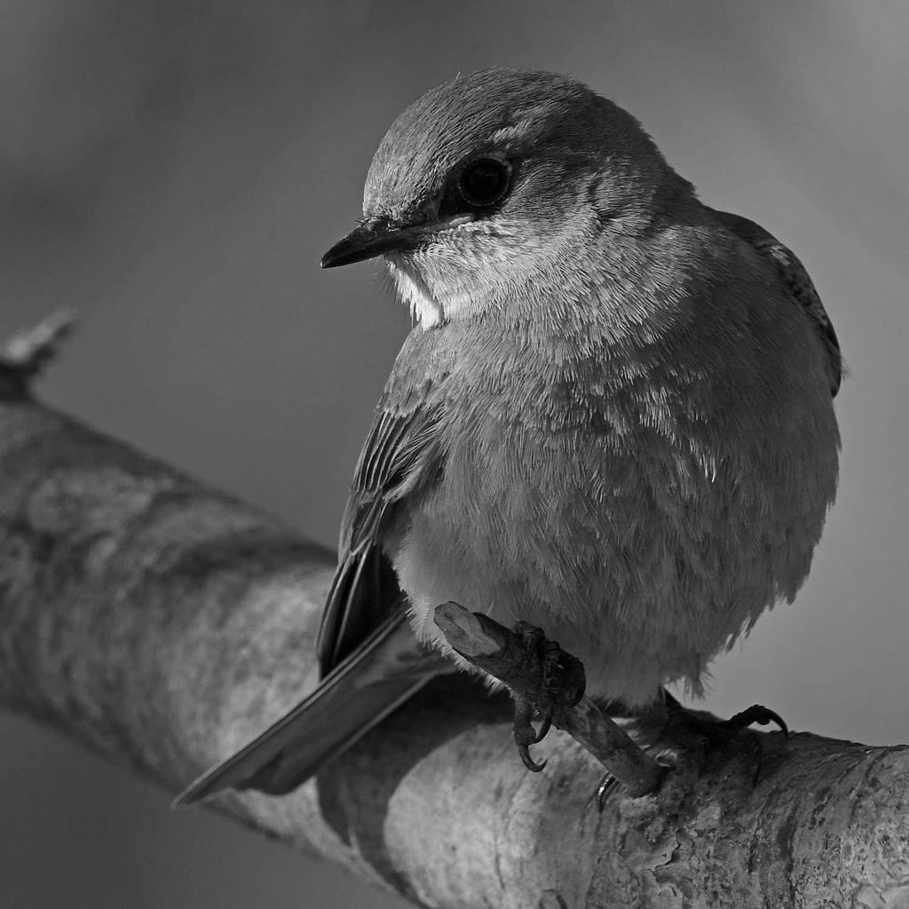 BluebirdBW.jpg