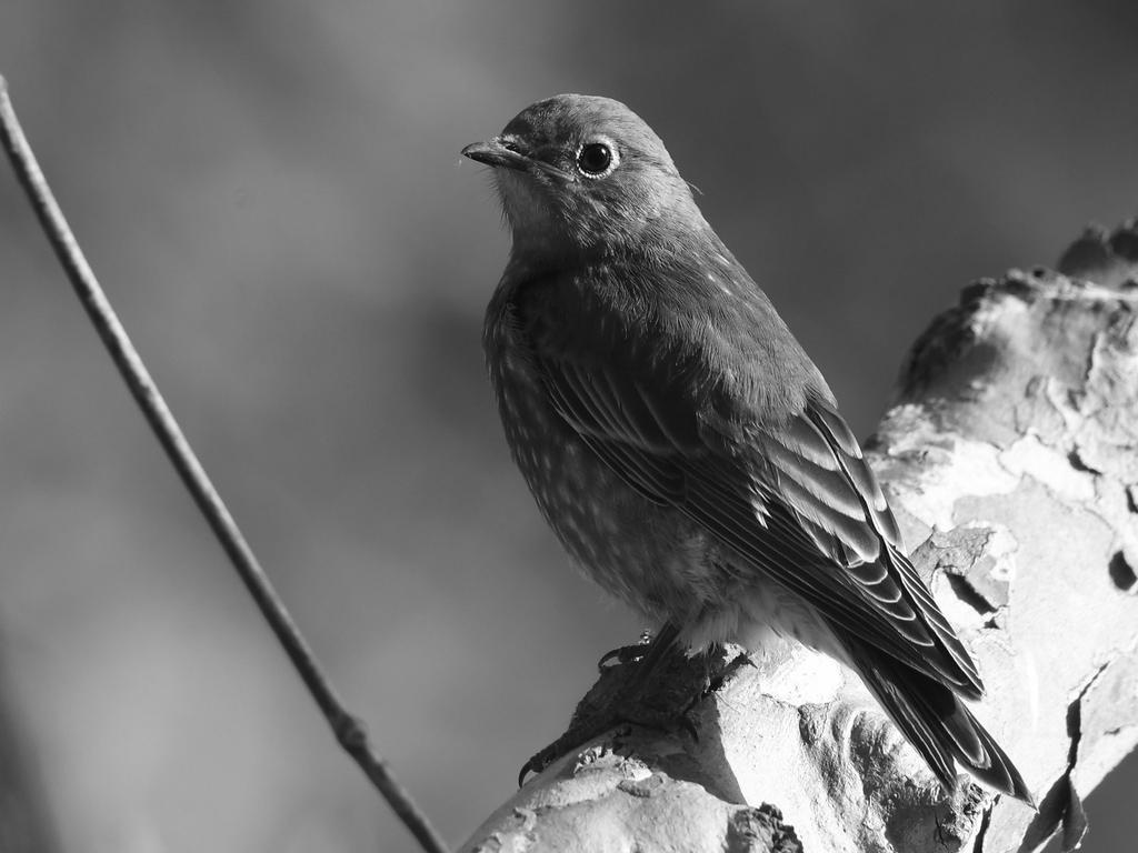 BluebirdBW.jpg