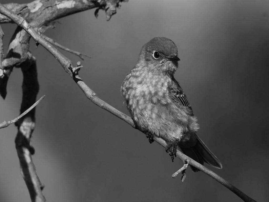 BluebirdBW.jpg