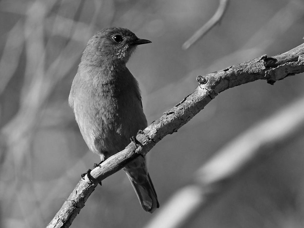 BluebirdBW.jpg