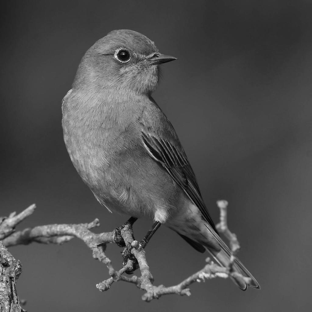 BluebirdBW.jpg
