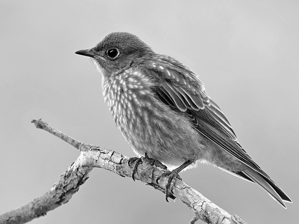 BluebirdBW2.jpg