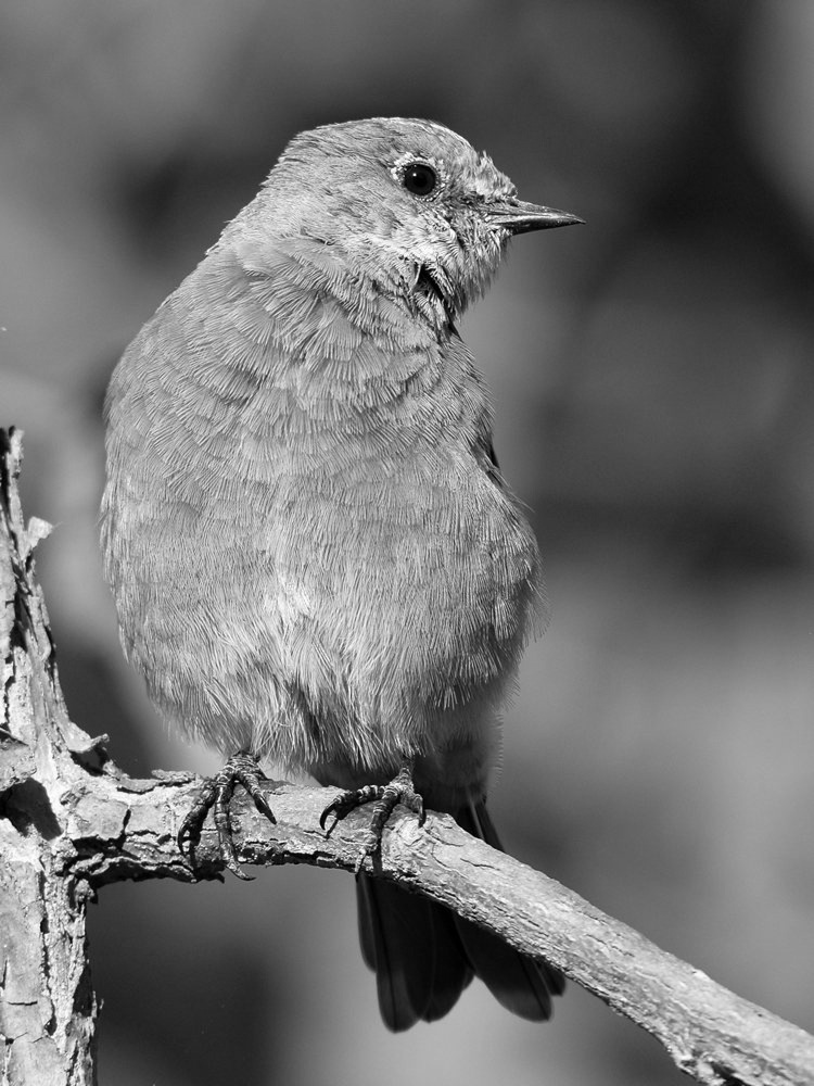 BluebirdBW2.jpg