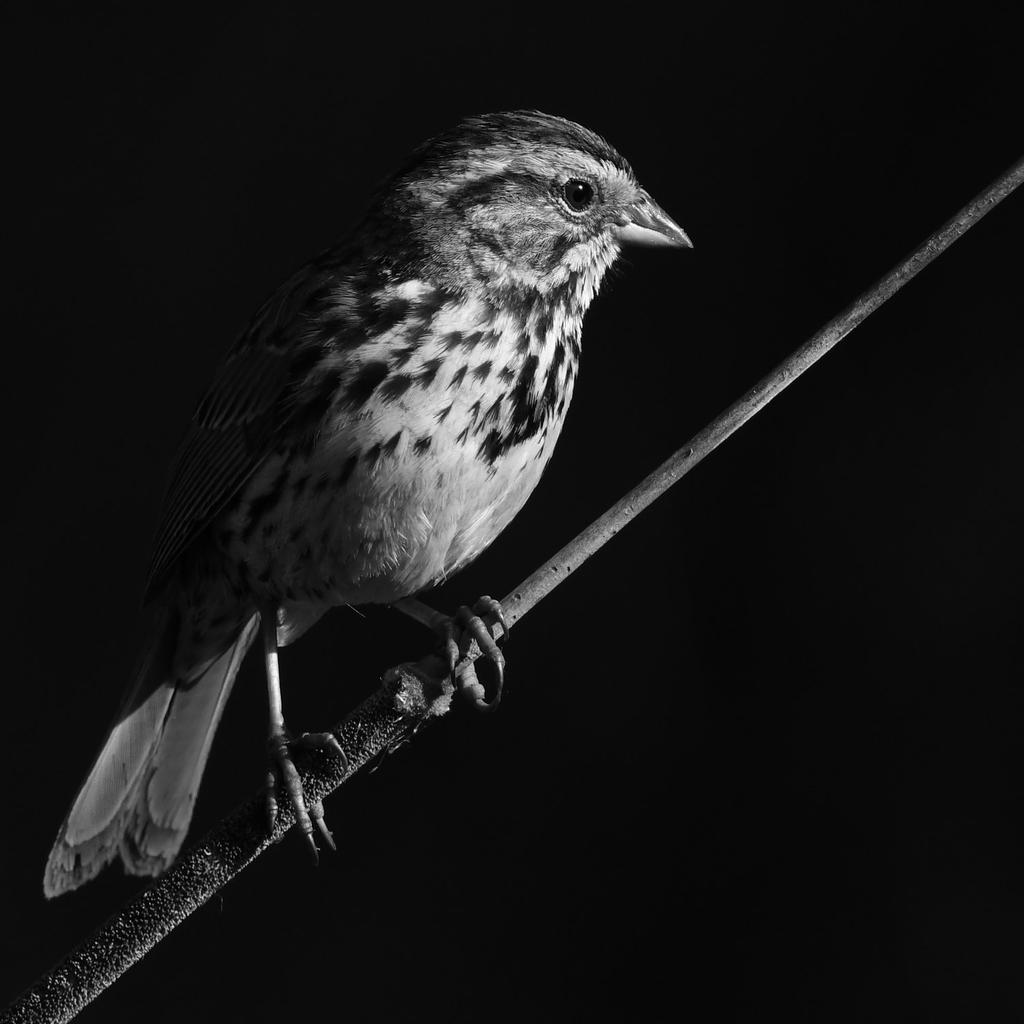 BluebirdBW2.jpg