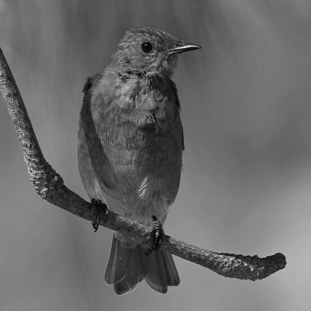 BluebirdBW2.jpg
