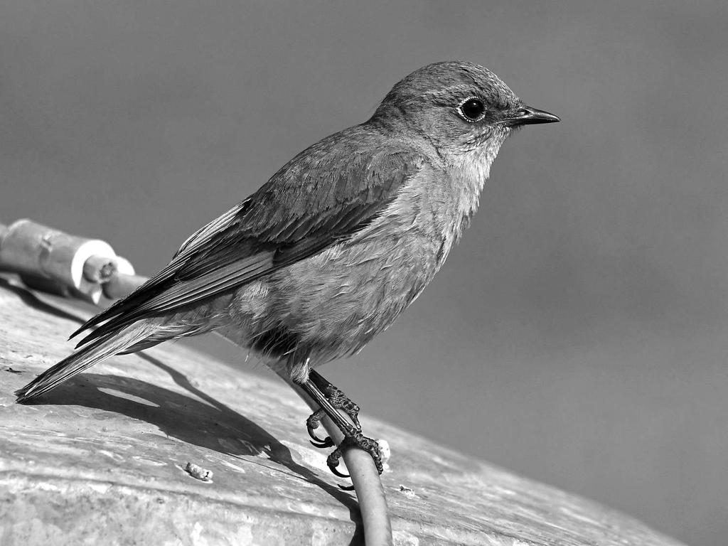 BluebirdBW3.jpg