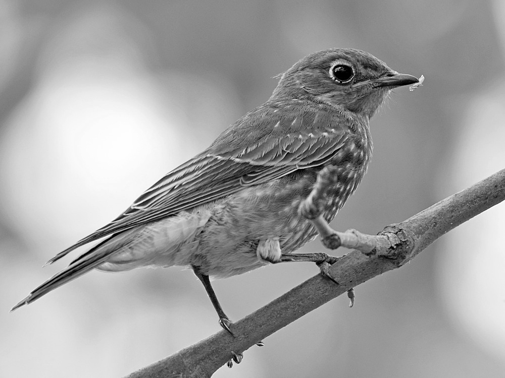 BluebirdBW4_2015_06_09.jpg
