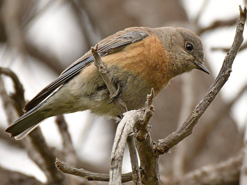 Bluebirds2.jpg