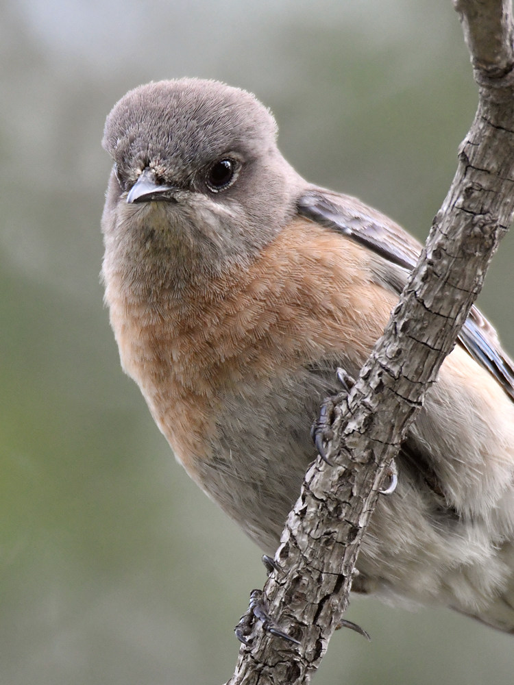 Bluebirds3.jpg
