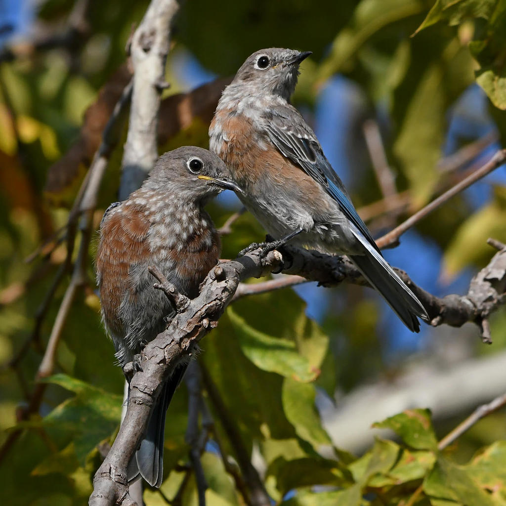 Bluebirds3.jpg