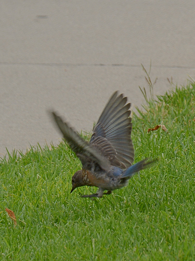 Bluebirds4.jpg