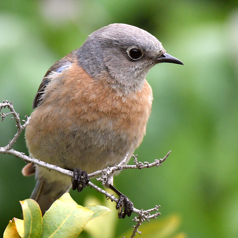 Bluebirds4.jpg