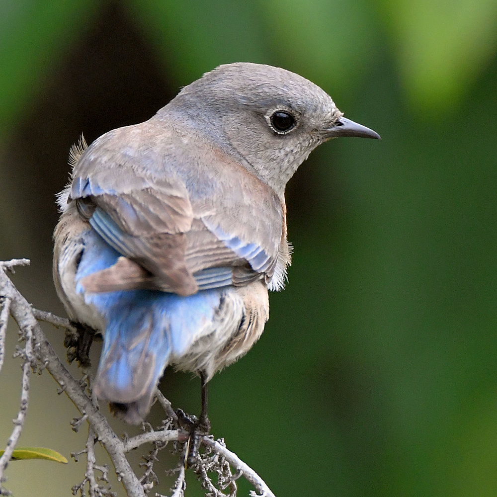 Bluebirds5.jpg