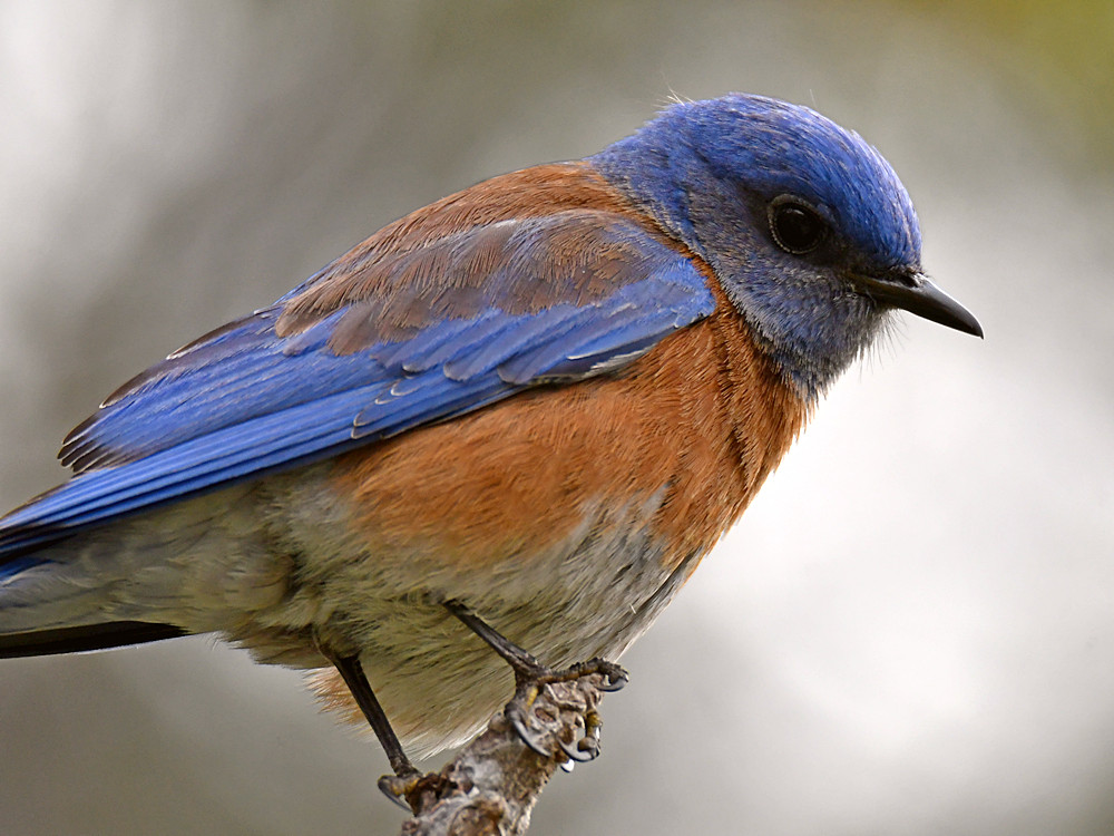 Bluebirds6.jpg