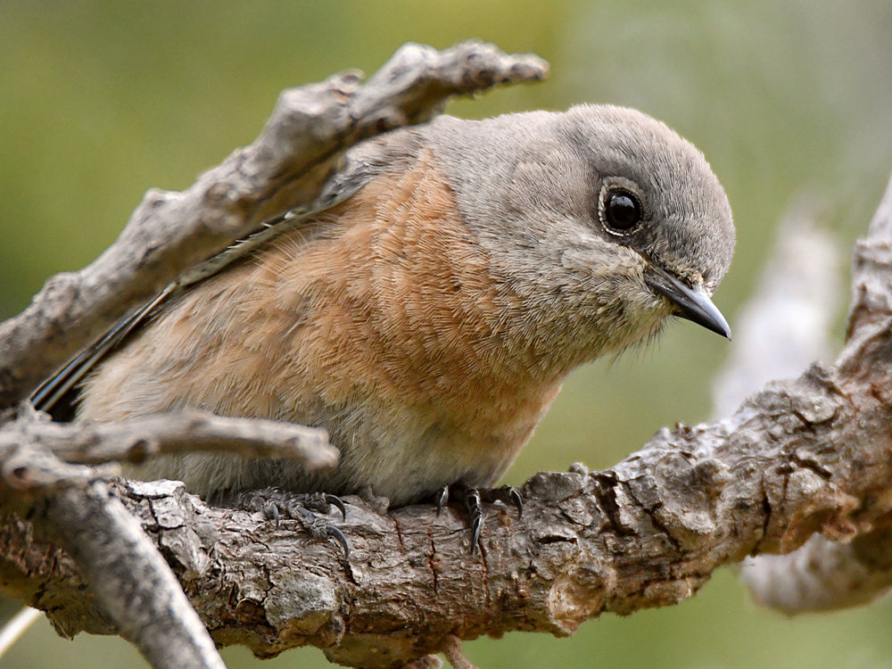 Bluebirds8.jpg