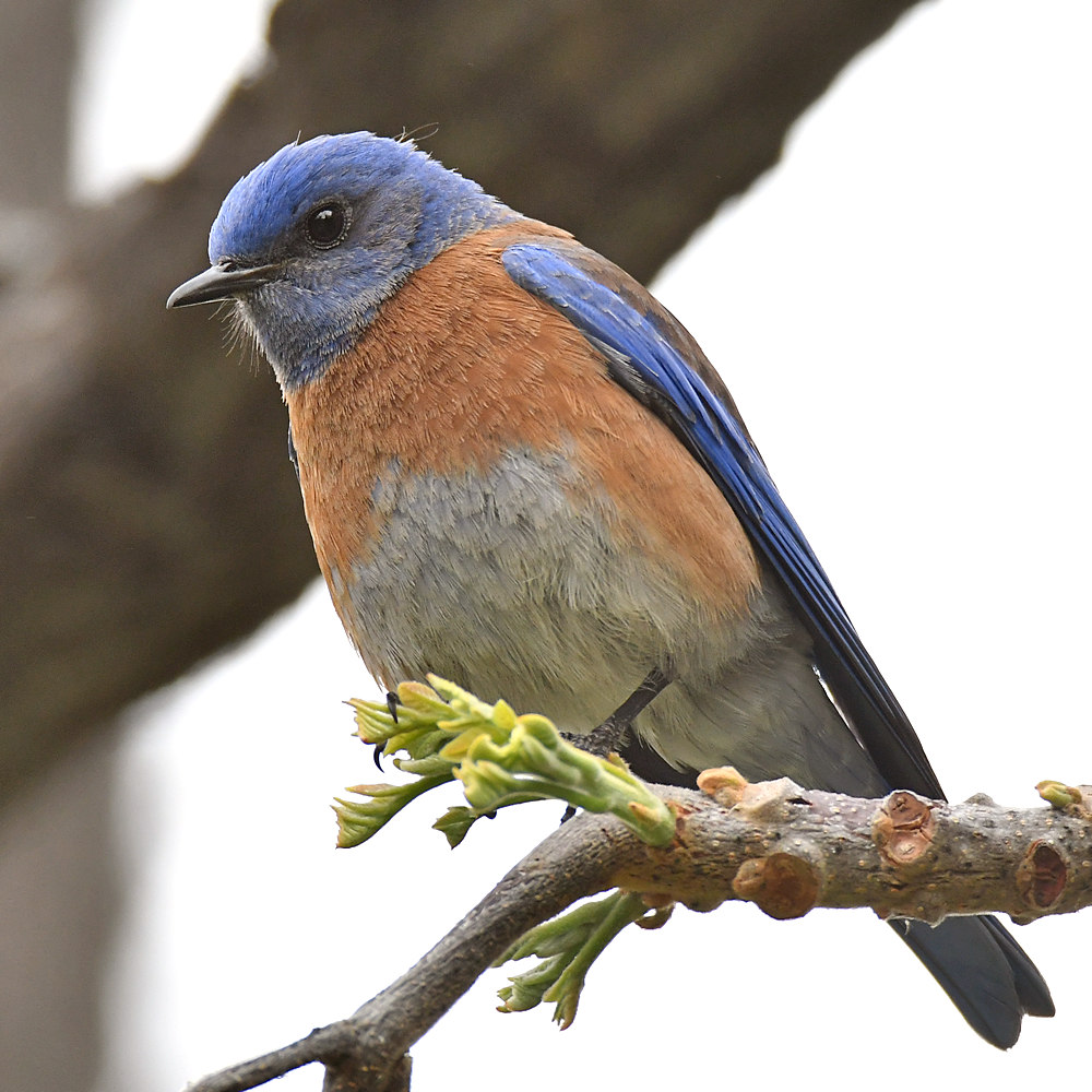 Bluebirds9.jpg