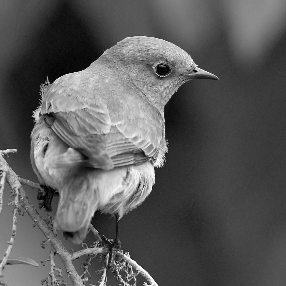 BluebirdsBW.jpg