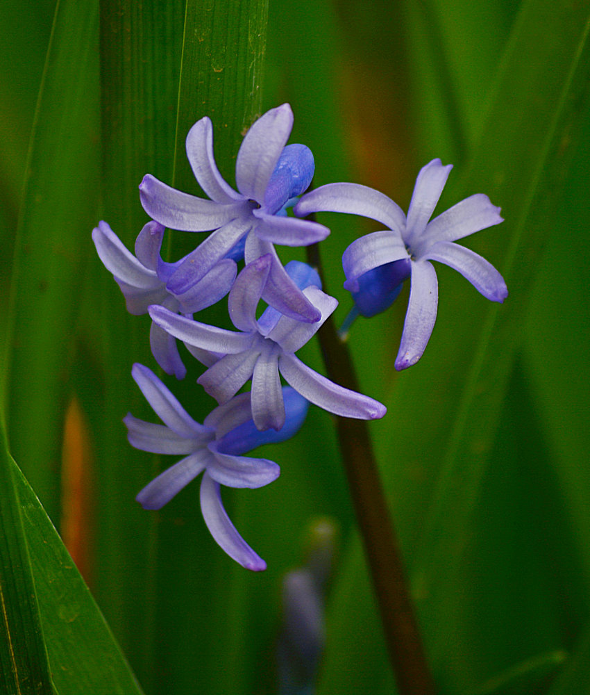 BlueBulb.jpg