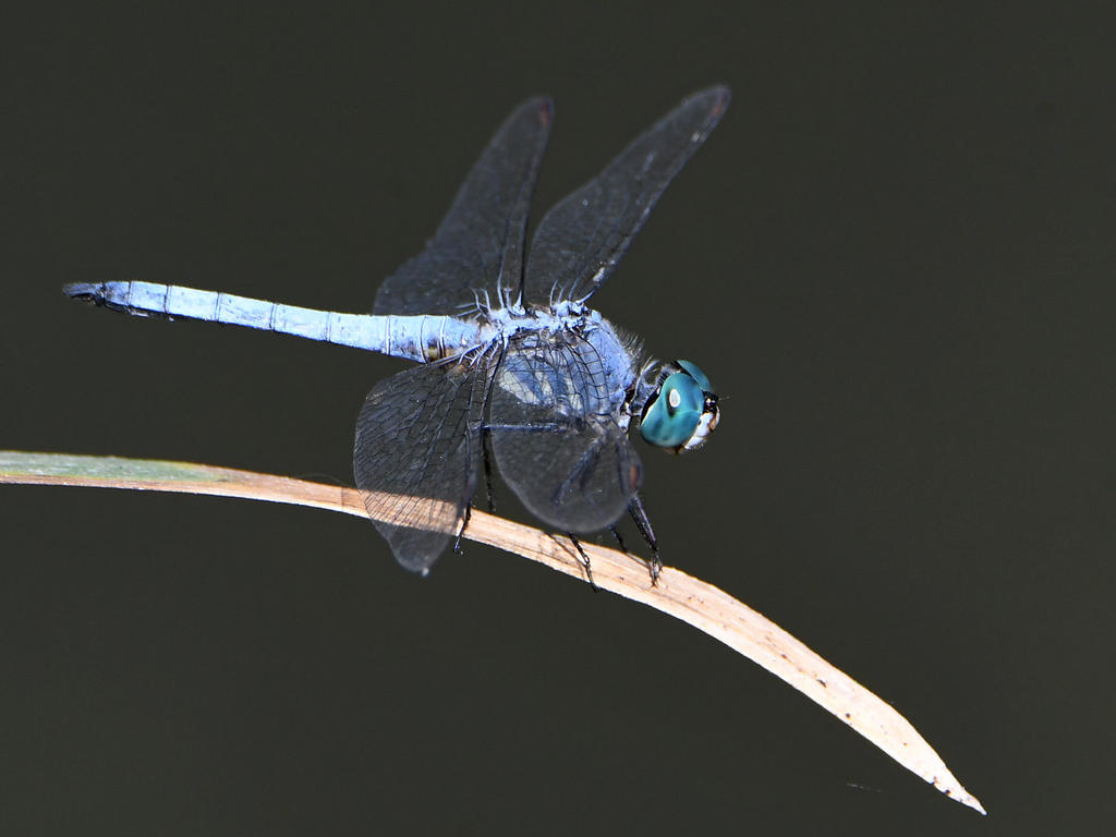 BlueDamsel.jpg