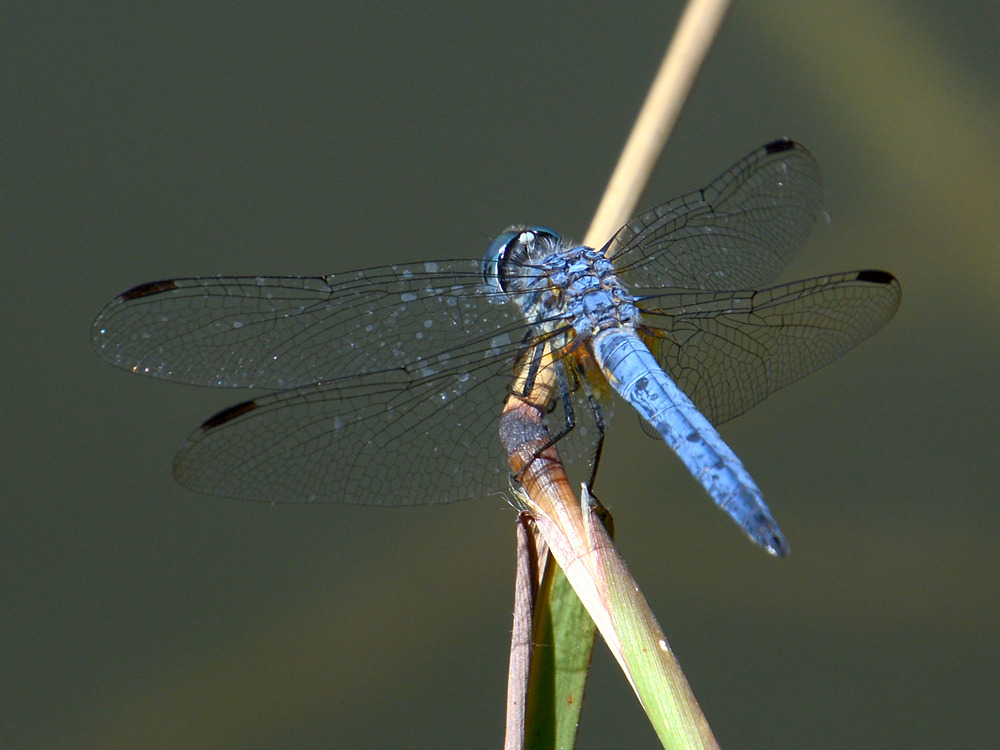 BlueDragonFly.jpg