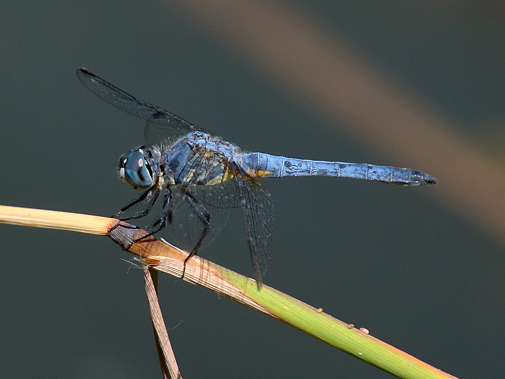 BlueDragonFly2.jpg