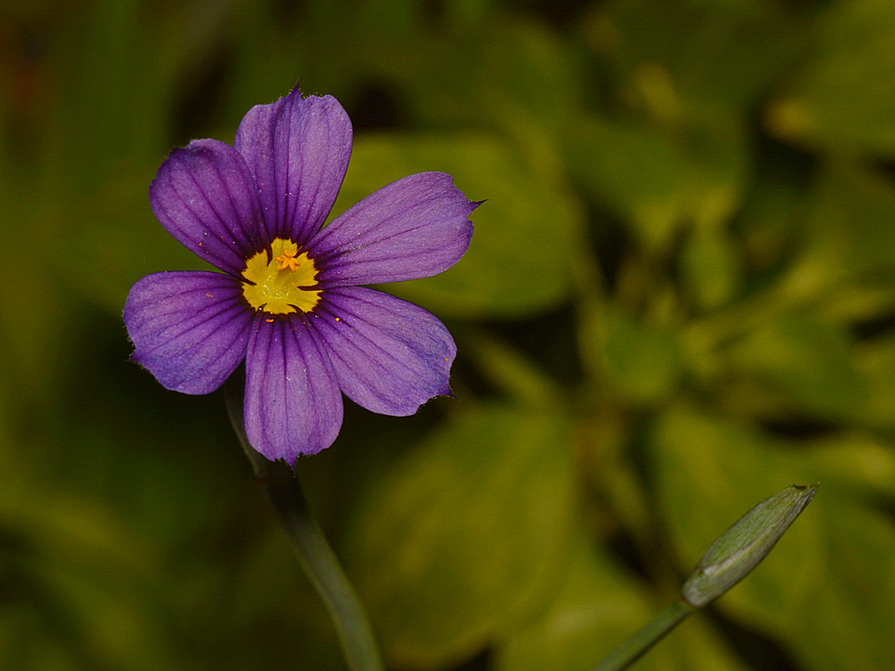 BlueEyedGrass.jpg