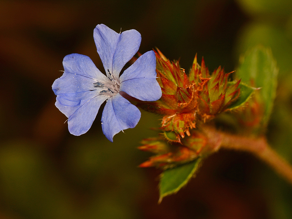 BlueFlower.jpg