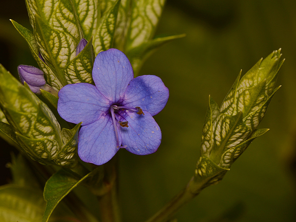 BlueFlower.jpg