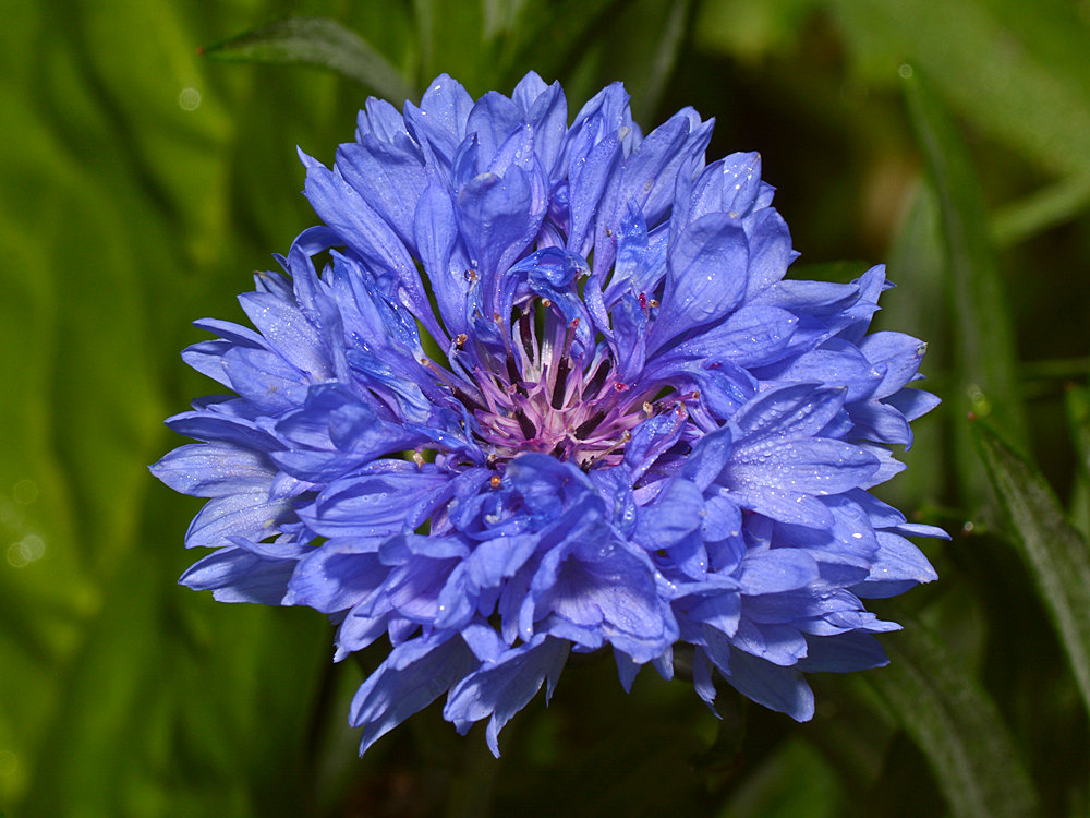 BlueFlower.jpg