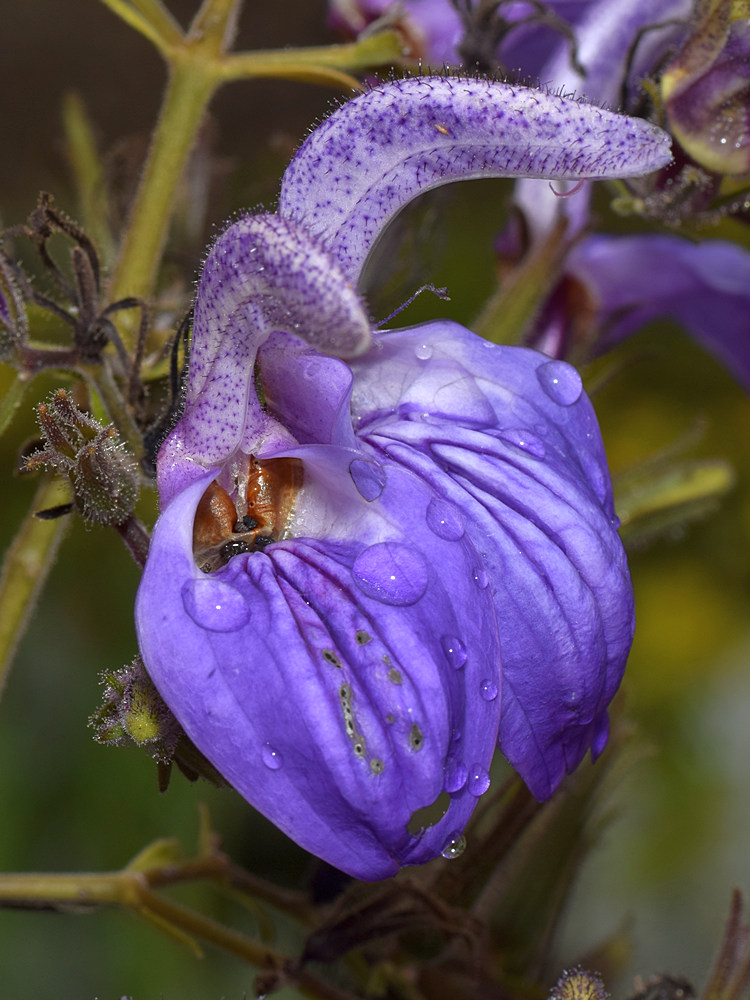 BlueFlower.jpg