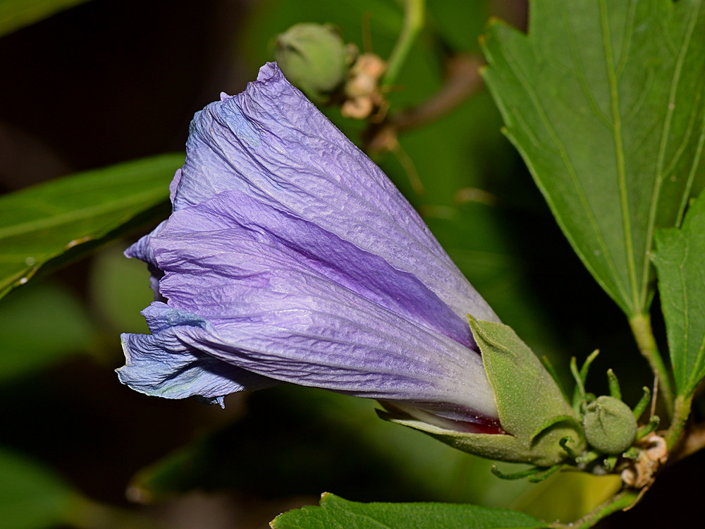 BlueFlower.jpg