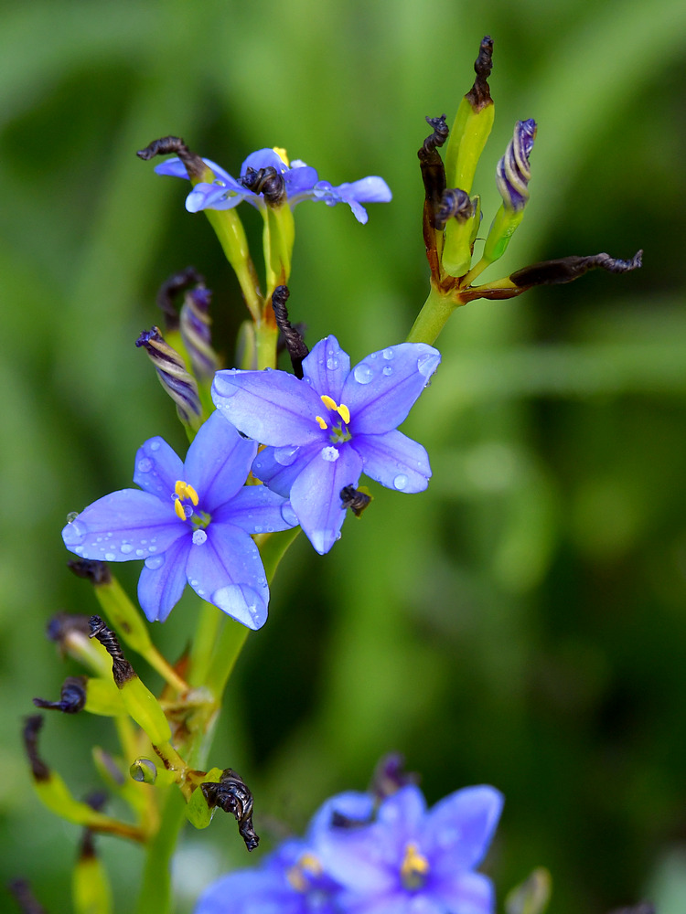 BlueFlower.jpg