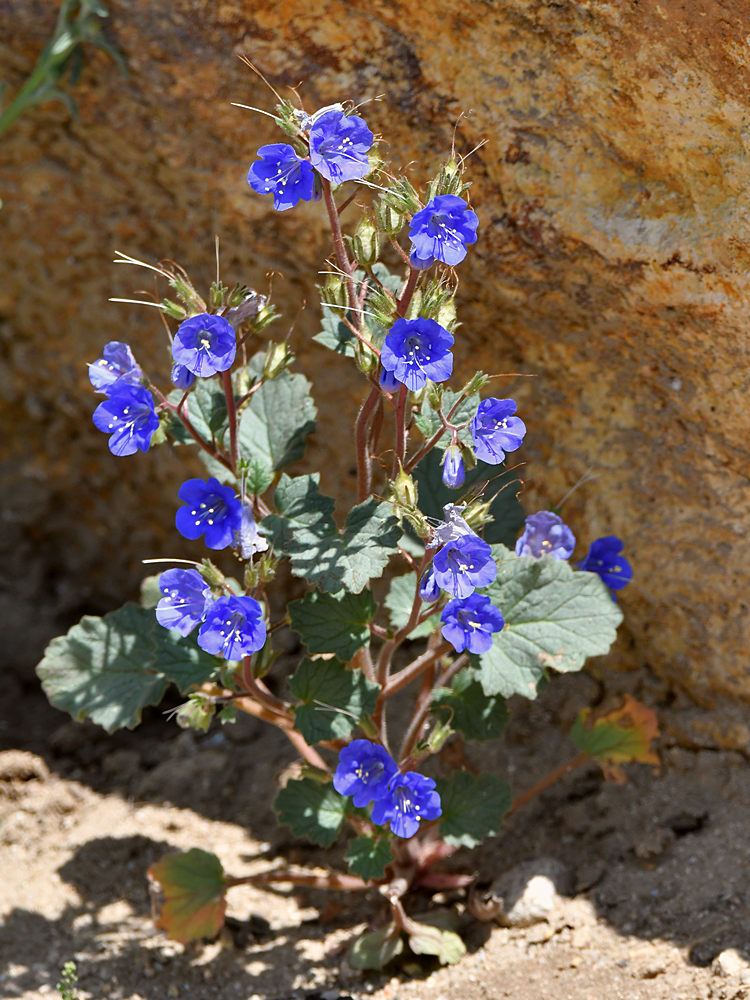 BlueFlower.jpg