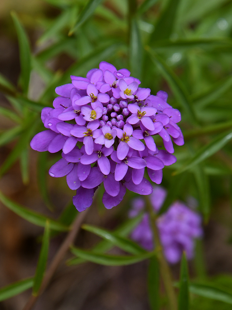 BlueFlower.jpg