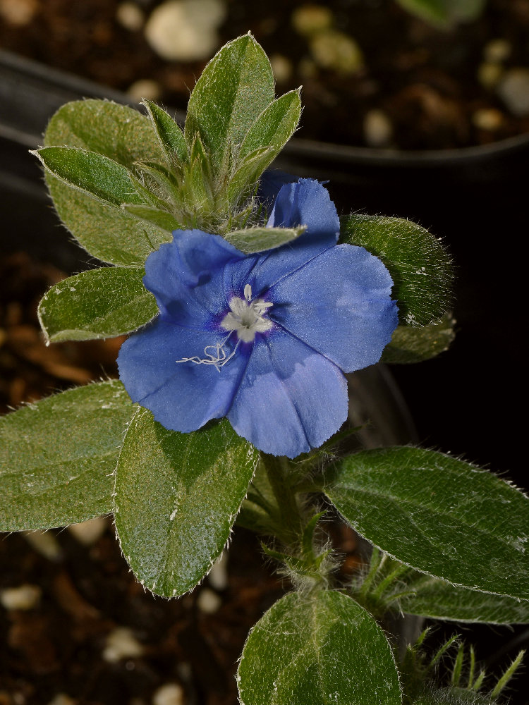 BlueFlower.jpg