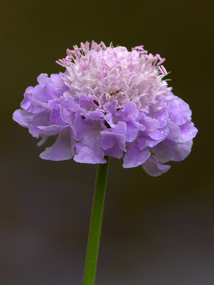 BlueFlower.jpg