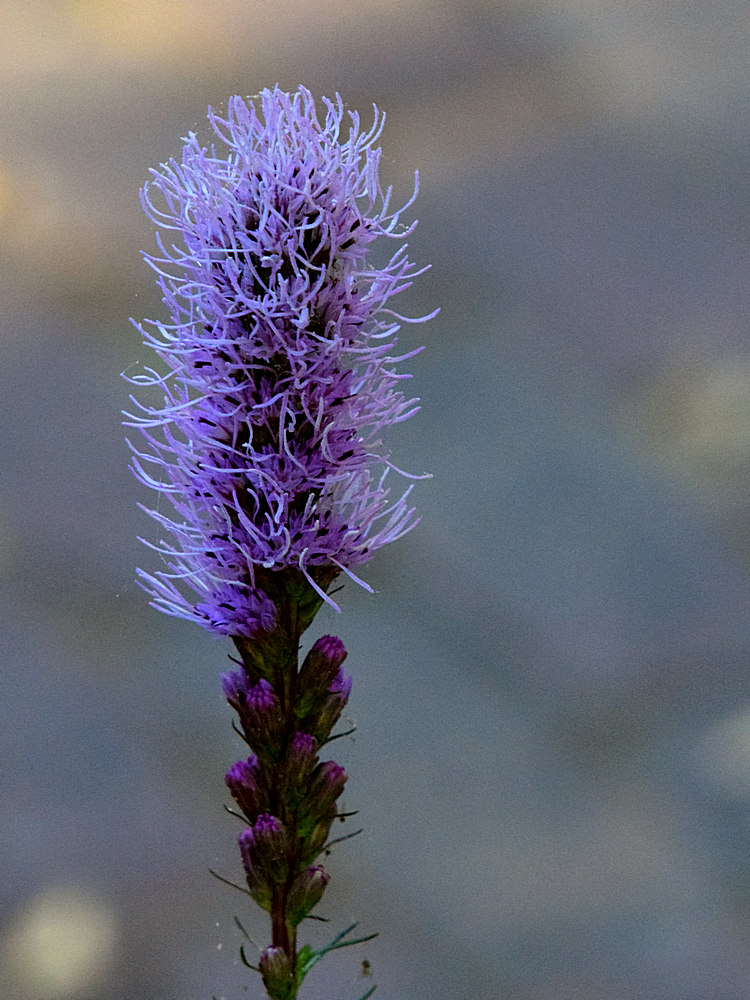 BlueFlower.jpg