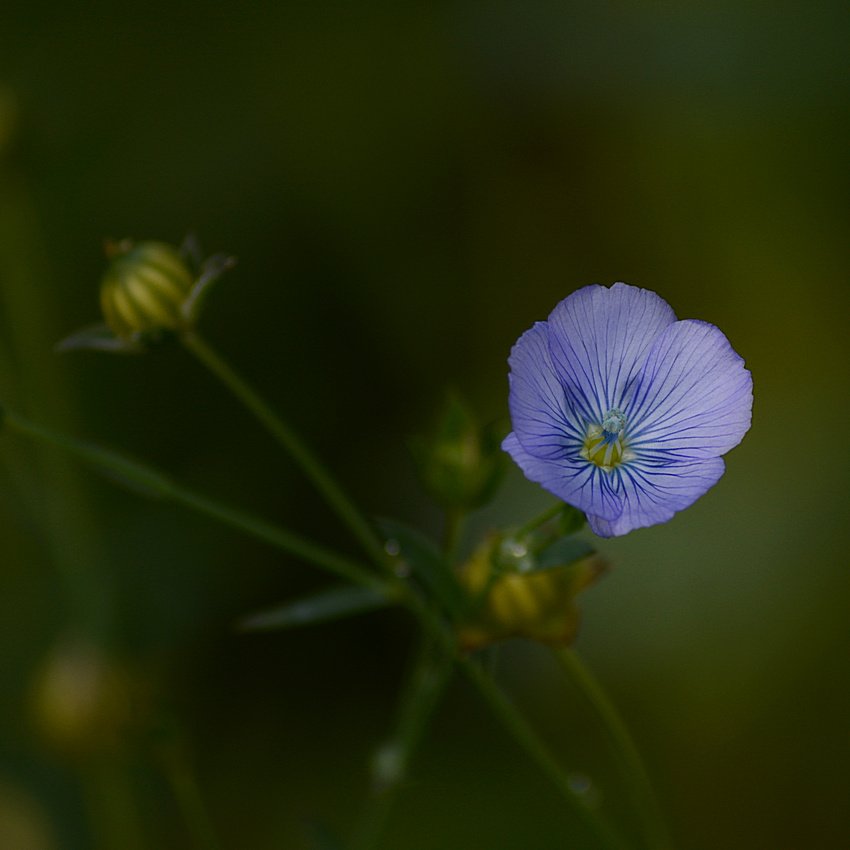 BlueFlower.jpg