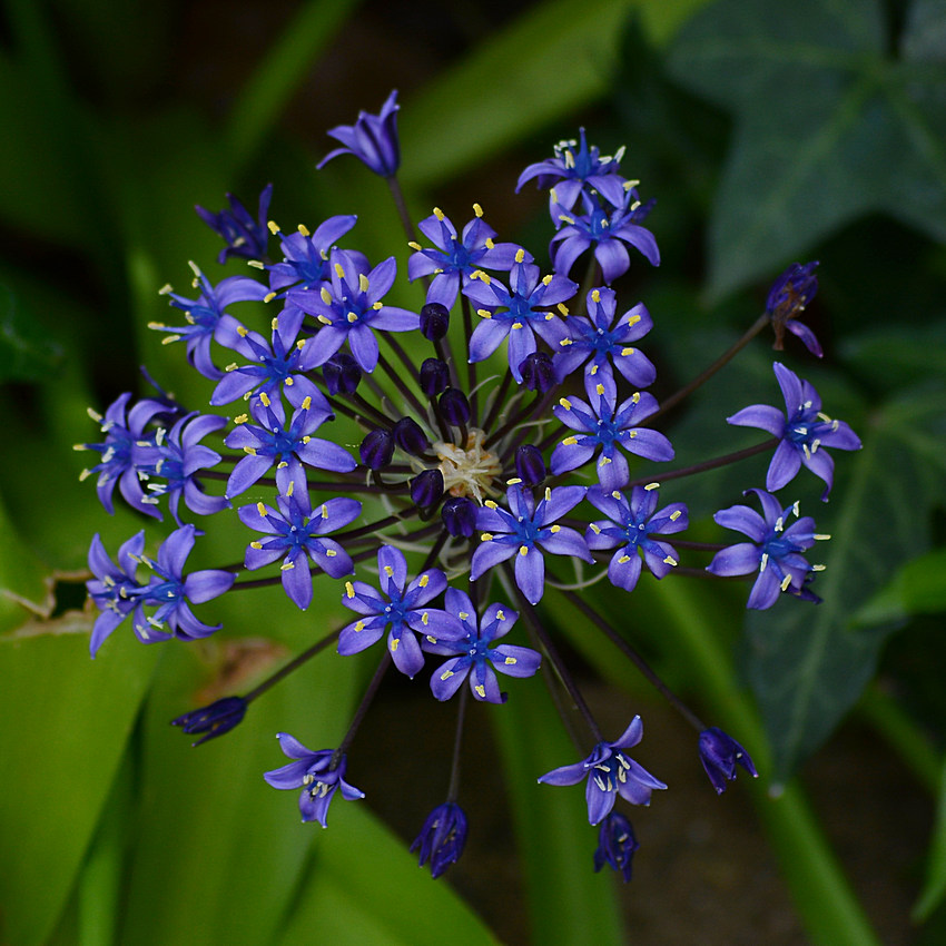 BlueFlower.jpg
