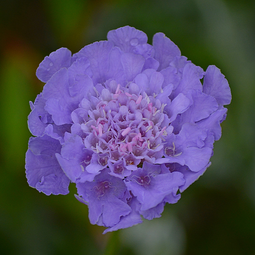 BlueFlower.jpg