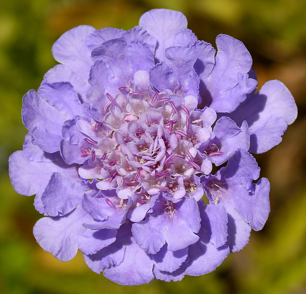 BlueFlower.jpg