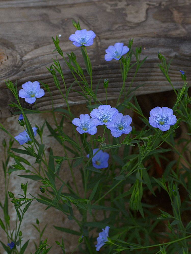 BlueFlower.jpg