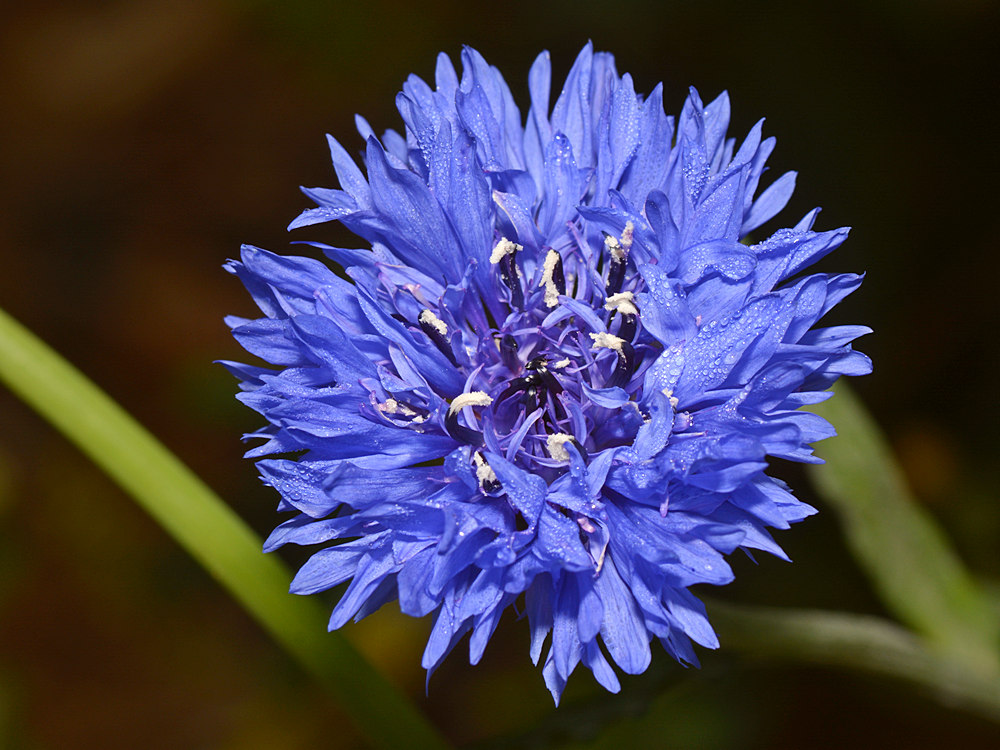 BlueFlower2.jpg